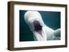 Beluga Whale, Mystic Aquarium, Connecticut-Paul Souders-Framed Premium Photographic Print