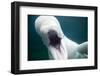 Beluga Whale, Mystic Aquarium, Connecticut-Paul Souders-Framed Premium Photographic Print