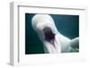 Beluga Whale, Mystic Aquarium, Connecticut-Paul Souders-Framed Premium Photographic Print