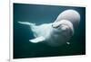 Beluga Whale, Mystic Aquarium, Connecticut-Paul Souders-Framed Photographic Print