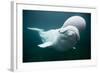 Beluga Whale, Mystic Aquarium, Connecticut-Paul Souders-Framed Photographic Print