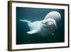 Beluga Whale, Mystic Aquarium, Connecticut-Paul Souders-Framed Photographic Print