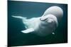 Beluga Whale, Mystic Aquarium, Connecticut-Paul Souders-Mounted Photographic Print