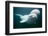 Beluga Whale, Mystic Aquarium, Connecticut-Paul Souders-Framed Photographic Print