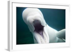 Beluga Whale, Mystic Aquarium, Connecticut-Paul Souders-Framed Photographic Print