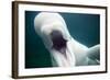 Beluga Whale, Mystic Aquarium, Connecticut-Paul Souders-Framed Photographic Print