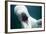 Beluga Whale, Mystic Aquarium, Connecticut-Paul Souders-Framed Photographic Print