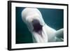 Beluga Whale, Mystic Aquarium, Connecticut-Paul Souders-Framed Photographic Print