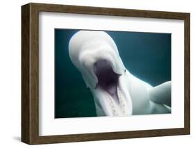 Beluga Whale, Mystic Aquarium, Connecticut-Paul Souders-Framed Photographic Print