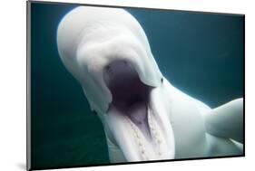 Beluga Whale, Mystic Aquarium, Connecticut-Paul Souders-Mounted Photographic Print