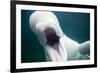 Beluga Whale, Mystic Aquarium, Connecticut-Paul Souders-Framed Photographic Print