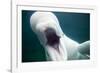 Beluga Whale, Mystic Aquarium, Connecticut-Paul Souders-Framed Photographic Print