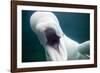 Beluga Whale, Mystic Aquarium, Connecticut-Paul Souders-Framed Photographic Print