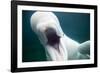 Beluga Whale, Mystic Aquarium, Connecticut-Paul Souders-Framed Photographic Print