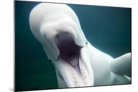 Beluga Whale, Mystic Aquarium, Connecticut-Paul Souders-Mounted Photographic Print