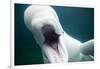 Beluga Whale, Mystic Aquarium, Connecticut-Paul Souders-Framed Photographic Print