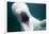 Beluga Whale, Mystic Aquarium, Connecticut-Paul Souders-Framed Photographic Print