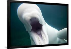 Beluga Whale, Mystic Aquarium, Connecticut-Paul Souders-Framed Photographic Print