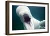 Beluga Whale, Mystic Aquarium, Connecticut-Paul Souders-Framed Photographic Print