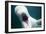 Beluga Whale, Mystic Aquarium, Connecticut-Paul Souders-Framed Photographic Print