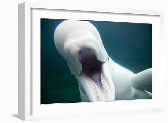 Beluga Whale, Mystic Aquarium, Connecticut-Paul Souders-Framed Photographic Print