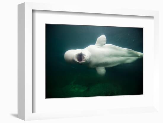 Beluga Whale, Mystic Aquarium, Connecticut-Paul Souders-Framed Photographic Print