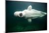 Beluga Whale, Mystic Aquarium, Connecticut-Paul Souders-Mounted Photographic Print