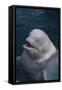 Beluga Whale Spyhopping-DLILLC-Framed Stretched Canvas