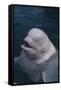 Beluga Whale Spyhopping-DLILLC-Framed Stretched Canvas