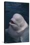 Beluga Whale Spyhopping-DLILLC-Stretched Canvas