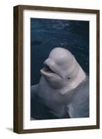 Beluga Whale Spyhopping-DLILLC-Framed Photographic Print