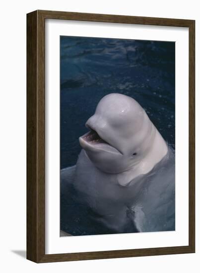 Beluga Whale Spyhopping-DLILLC-Framed Photographic Print