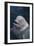 Beluga Whale Spyhopping-DLILLC-Framed Photographic Print