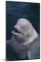 Beluga Whale Spyhopping-DLILLC-Mounted Photographic Print