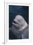 Beluga Whale Spyhopping-DLILLC-Framed Photographic Print