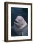 Beluga Whale Spyhopping-DLILLC-Framed Photographic Print