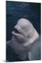 Beluga Whale Spyhopping-DLILLC-Mounted Photographic Print