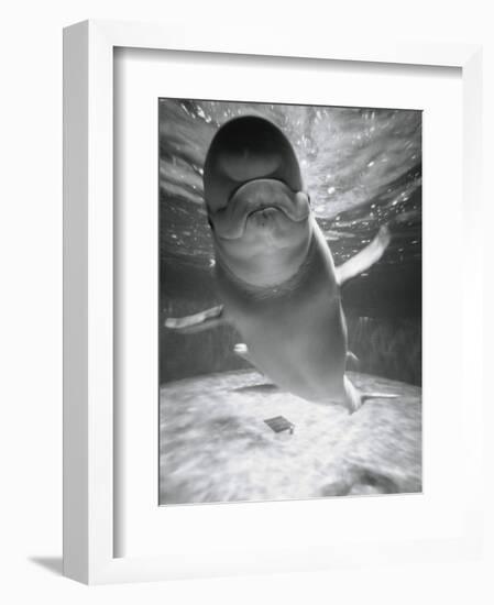 Beluga Whale Swimming in Water-Henry Horenstein-Framed Photographic Print
