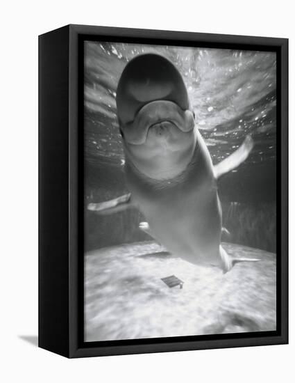 Beluga Whale Swimming in Water-Henry Horenstein-Framed Stretched Canvas