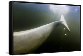 Beluga Whale Tail, Hudson Bay, Canada-null-Framed Stretched Canvas
