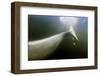 Beluga Whale Tail, Hudson Bay, Canada-null-Framed Photographic Print