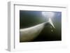 Beluga Whale Tail, Hudson Bay, Canada-null-Framed Photographic Print