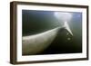 Beluga Whale Tail, Hudson Bay, Canada-null-Framed Photographic Print