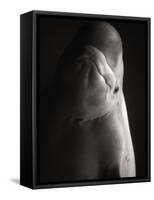 Beluga Whale-Henry Horenstein-Framed Stretched Canvas