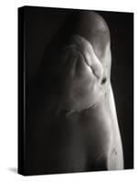 Beluga Whale-Henry Horenstein-Stretched Canvas