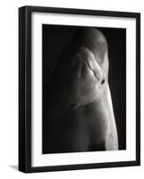 Beluga Whale-Henry Horenstein-Framed Photographic Print