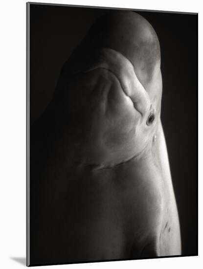 Beluga Whale-Henry Horenstein-Mounted Photographic Print