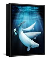 Beluga Whales, Artwork-Victor Habbick-Framed Stretched Canvas