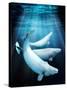 Beluga Whales, Artwork-Victor Habbick-Stretched Canvas