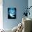 Beluga Whales, Artwork-Victor Habbick-Photographic Print displayed on a wall